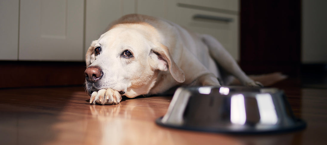 Ein Hund liegt neben einem Napf und frisst nicht.