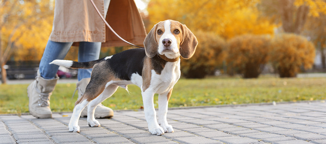 Eine Frau führt ihren Hund an der Leine.