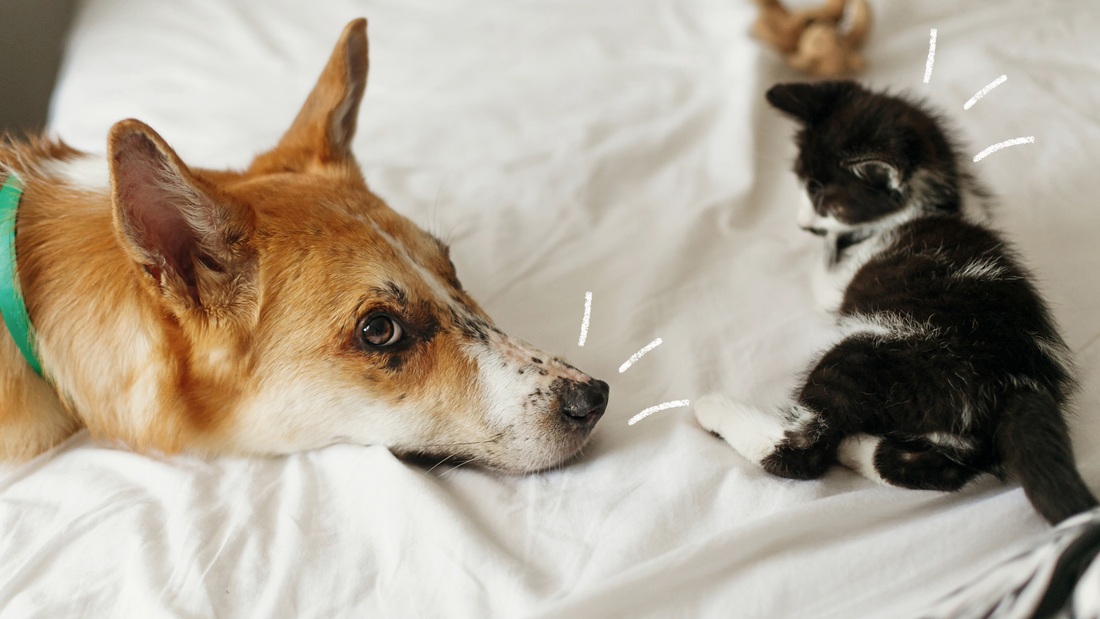 Freundschaftliches Zusammenleben von Hunden & Katzen