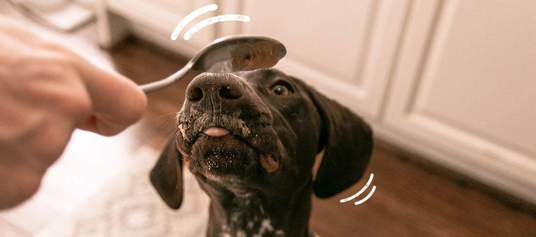 Nahrungsergänzungsmittel beim Hund: sinnvoll oder unnötig?
