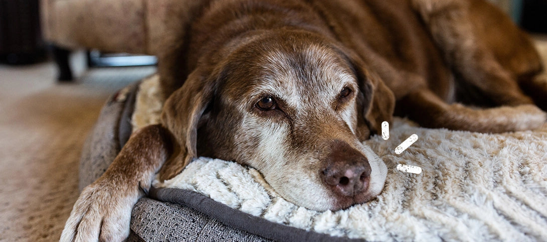 Älterer Hund liegt auf einer Decke.