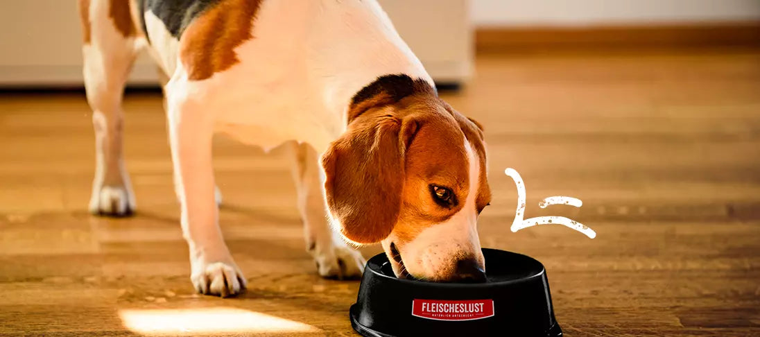 Futterbibel: Welches Hundefutter gibt es?