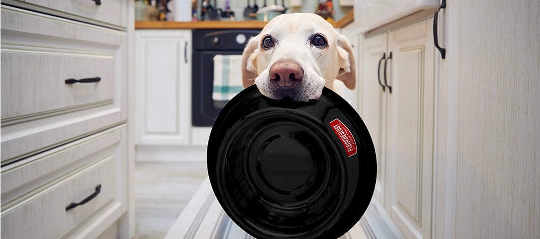 Futterumstellung beim Hund – so klappt es
