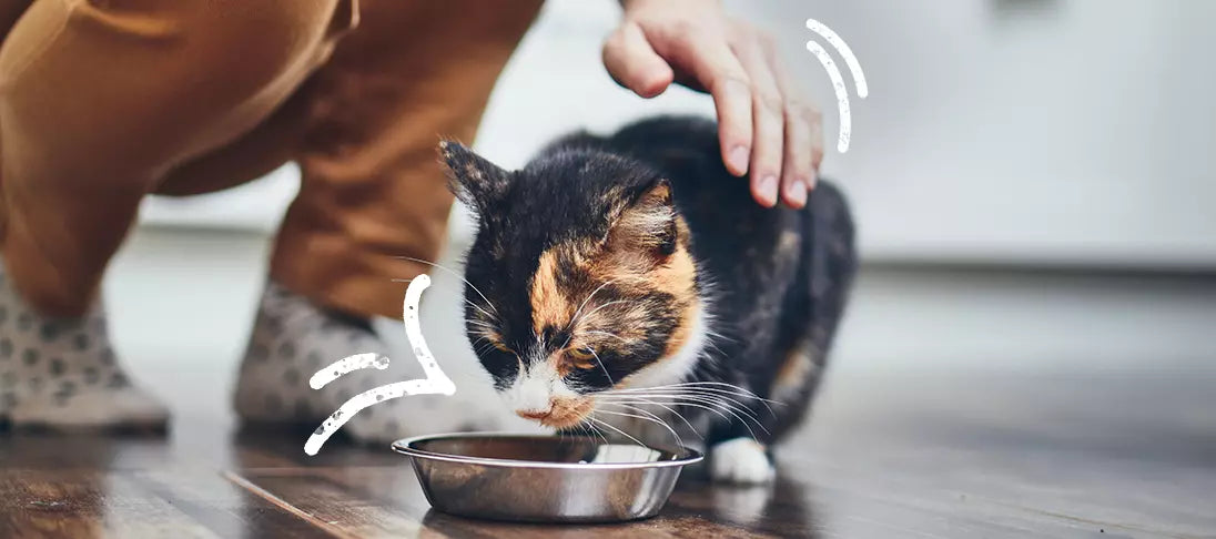 Hochwertiges Katzenfutter – so erkennst du es wirklich