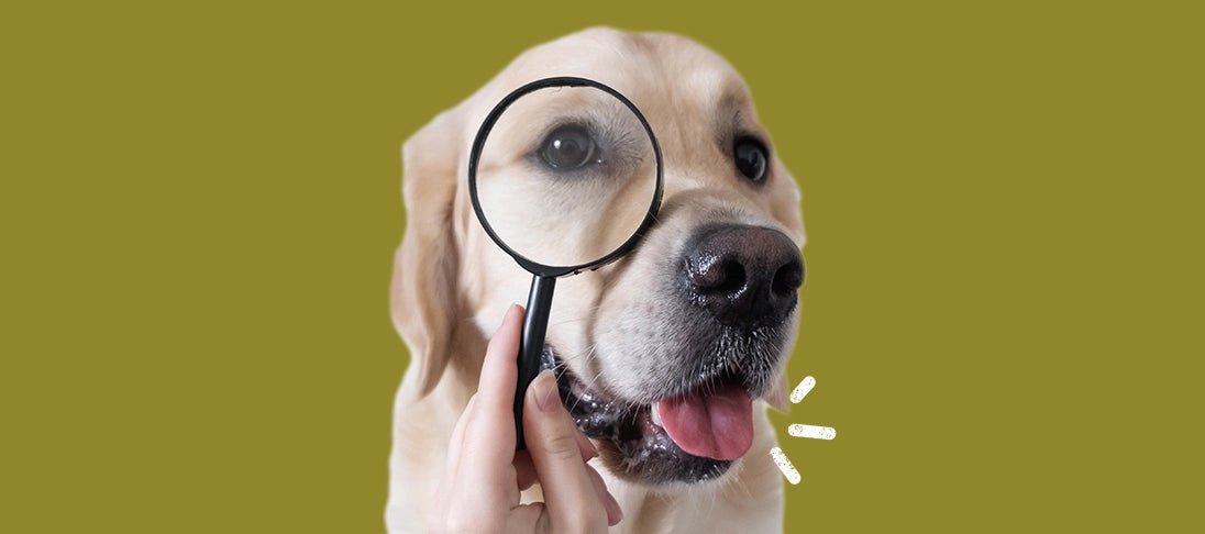 Lange lecker – so bewahrst du Hundefutter auf