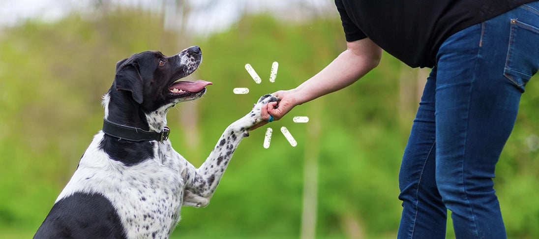 Ein Hund und eine Person stehen draußen, der Hund gibt Pfötchen.  