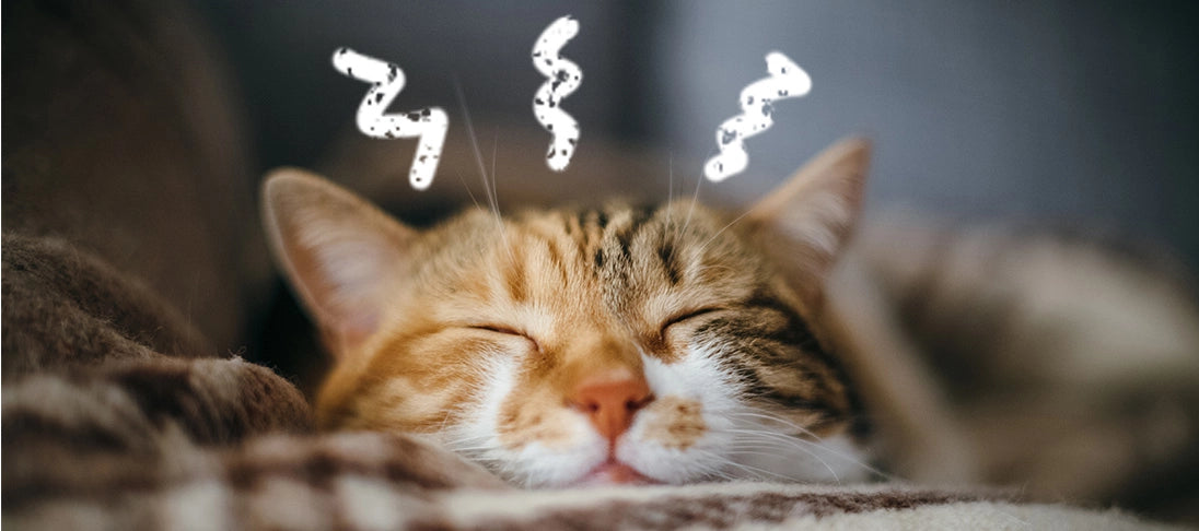 Getreidefreies Katzenfutter – ist es wirklich gesünder?