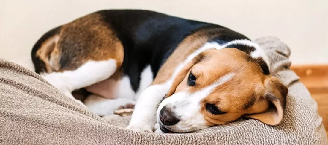Hund mit Allergie liegt zusammengerollt auf einer Decke.