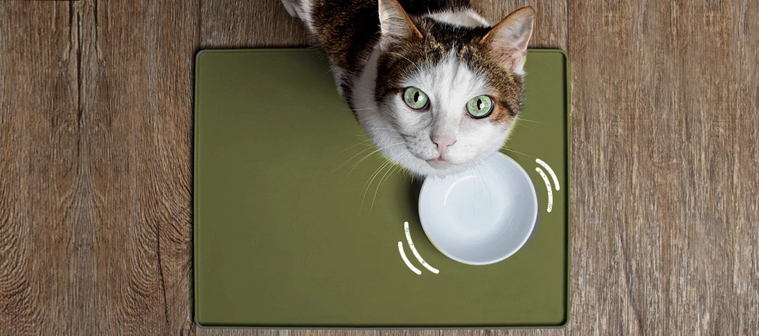 Eine Katze steht vor einem leeren Napf und guckt nach oben in die Kamera.