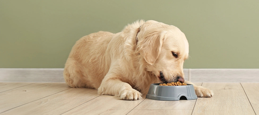 Golden Retriever frisst Futter aus Napf.