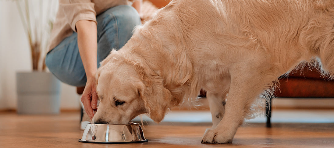 Eine Frau stellt ihrem Hund mit Lachsöl vermengtes Futter im Napf hin.